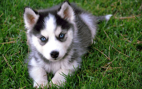 Poster of a husky puppy