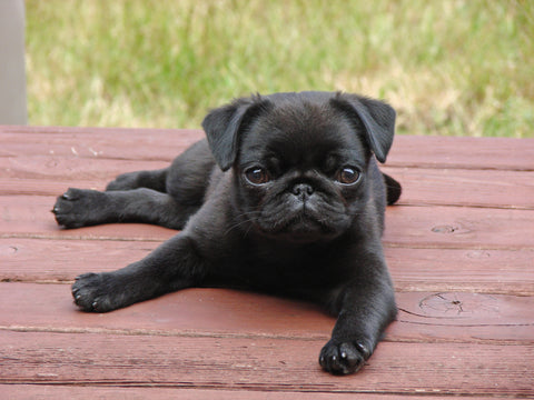 Poster of a pug puppy