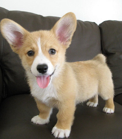 Poster of a corgi puppy